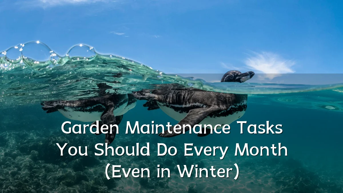 Garden Maintenance Tasks You Should Do Every Month (Even in Winter)